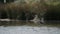 Grey Heron Bird in the Water Walking Through Large Reflecting Lake, Bird in the Wild in Front of Tal