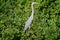 Grey Heron bird in the wild Danube Delta Romania
