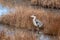 A Grey Heron in a Brown Grassy Marsh in Ireland