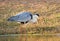 Grey heron with a captured frog