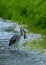 Grey heron catching and eating a duckling