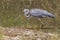 Grey Heron Catching Fish