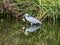 Grey Heron Catching Frog Water Reflection Habikino Osaka Japan