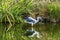 Grey Heron Catching Frog Water Reflection Habikino Osaka Japan