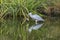 Grey Heron Catching Frog Water Reflection Habikino Osaka Japan