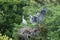 Grey heron closeup on nest