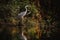 Grey Heron in Danube Delta wildlife photography