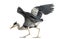 Grey Heron doing a mating dance, 5 years old, Ardea Cinerea