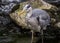 Grey Heron Eating Worm