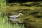 Grey Heron eyeing it\\\'s prey