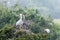 Grey heron feeding