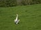 Grey Heron in a field.