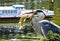 Grey Heron and the fish