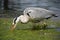 Grey heron fishing