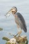 Grey Heron fishing