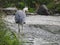 Grey heron fishing in a stream