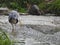 Grey heron fishing in a stream