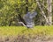 Grey Heron flies away