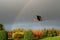 A grey heron flies up to a rainbow in autumn