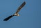 Grey Heron in flight