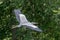 Grey Heron Flight ardea herodias Grey Headed Heron Flying