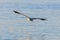 Grey Heron Flight ardea herodias Grey Headed Heron Flying