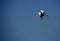 Grey heron in flight on bright blue sky