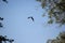 Grey heron in flight past trees