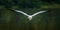 Grey Heron In Flight (rear view)