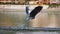 Grey Heron flying away in slowmotion in Hiroshima.