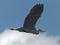 A Grey Heron flying overhead against a blue sky at Daisy Nook in Manchester, United Kingdom