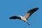 Grey heron flying overhead under blue skies