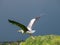 Grey heron flying, wings open