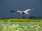 Grey heron flying, wings open