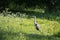 Grey Heron in Frederiksberg Park, Denmark