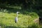 Grey Heron in Frederiksberg Park, Denmark