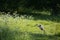 Grey Heron in Frederiksberg Park, Denmark