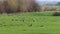 Grey heron between grayleg geese in IJssel floodplains