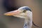 Grey Heron Head Close Up. Ardea cinerea