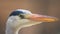 Grey Heron Head Close Up. Ardea cinerea