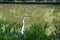 Grey heron head in Frederiksberg Park, Denmark