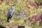 The grey heron high quality wiildlife