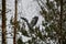 Grey heron high up in tree Kumla Sweden