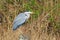 Grey Heron in his favorite spot