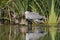 Grey heron hunting fish