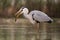 Grey heron hunting for a fish in river in springtime nature