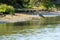 Grey Heron hunting frogs in Danube Delta Romanian wild life bird watching