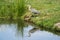 grey heron in the island Marken