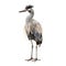 Grey Heron Isolated on White Background - 3D Illustration