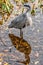 Grey heron and its shadow on water surface